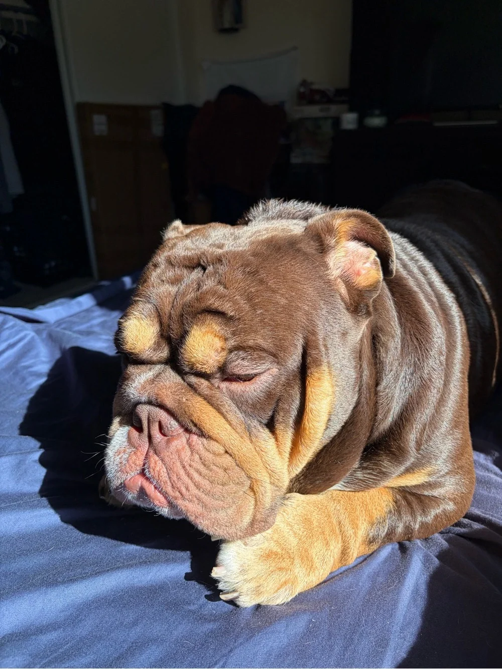 English Bulldog